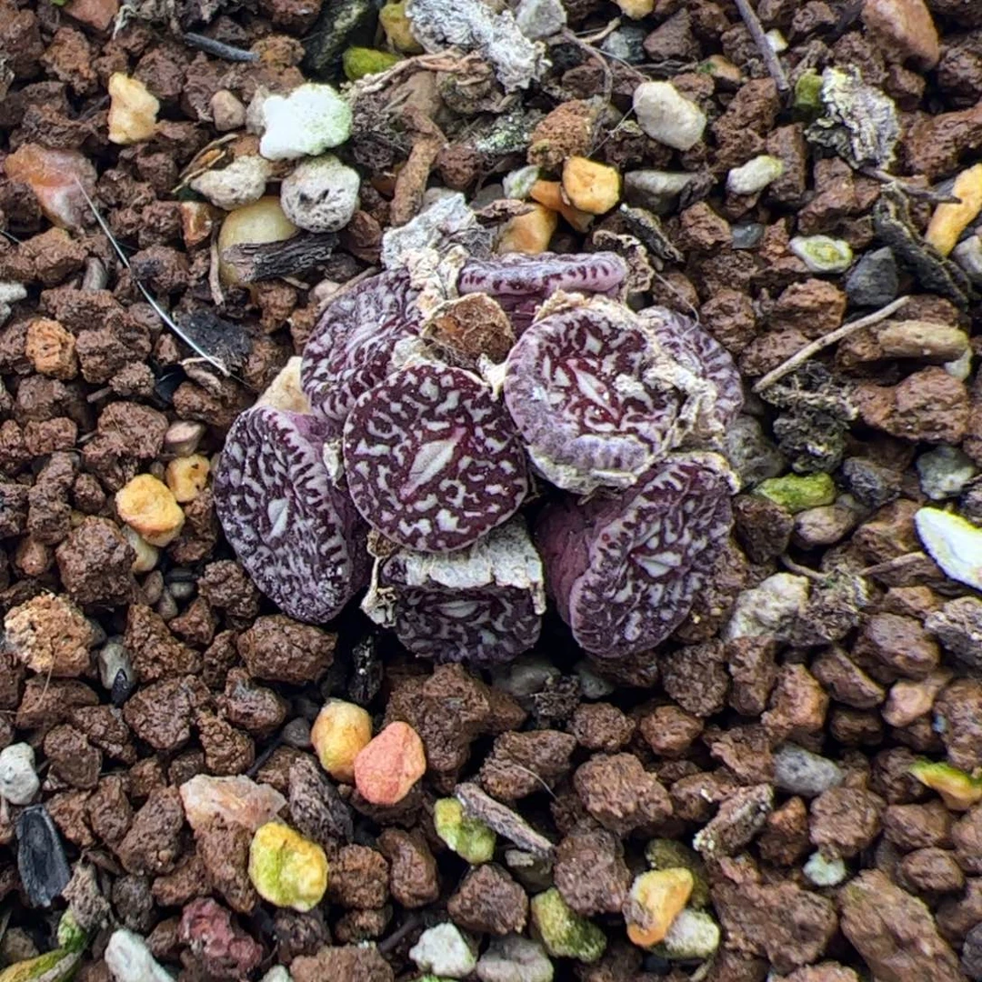 姬***君045号墨 多肉植物