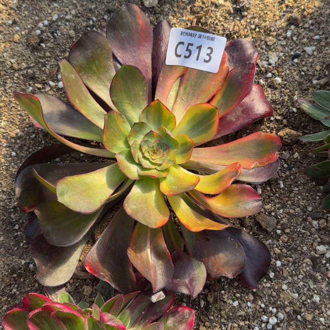 513巫毒七彩多肉植物