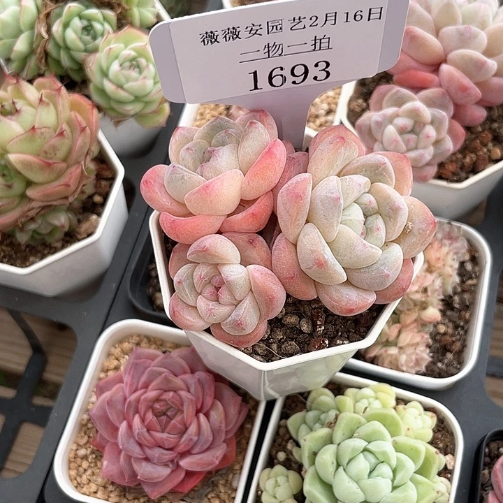 薇薇安园艺多肉1693
