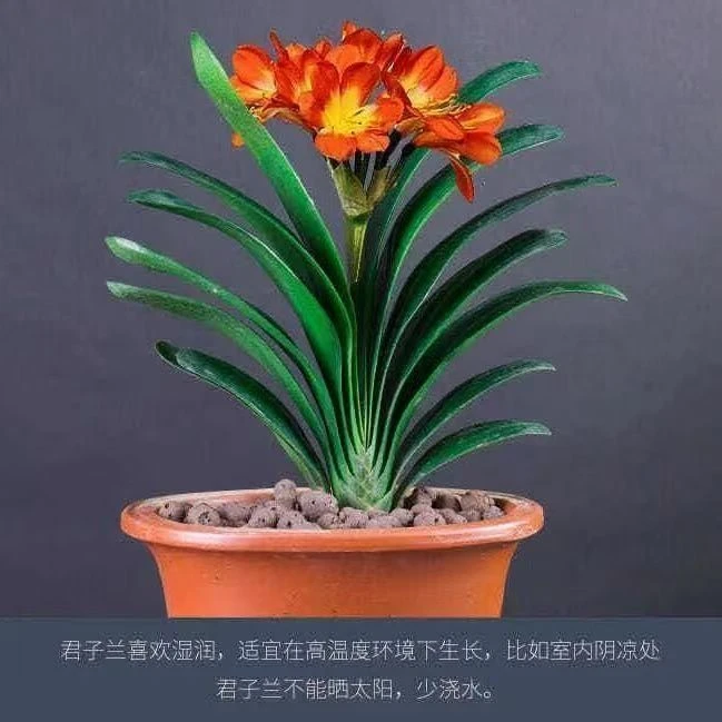 【精品推荐】君子兰花君子兰盆栽君子兰苗四季常青植物蝴蝶兰花苗