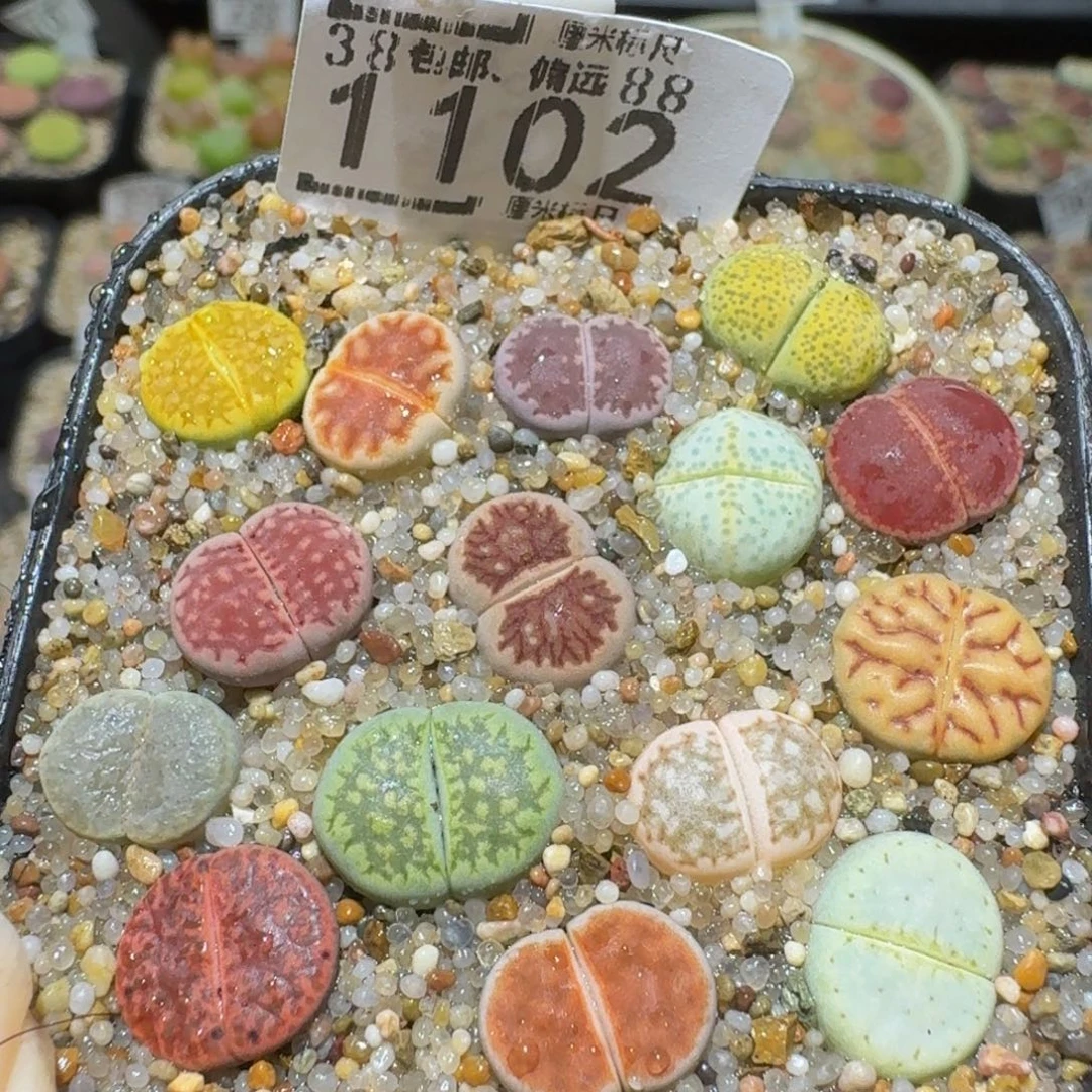 Ssss精品生石花1102 推荐