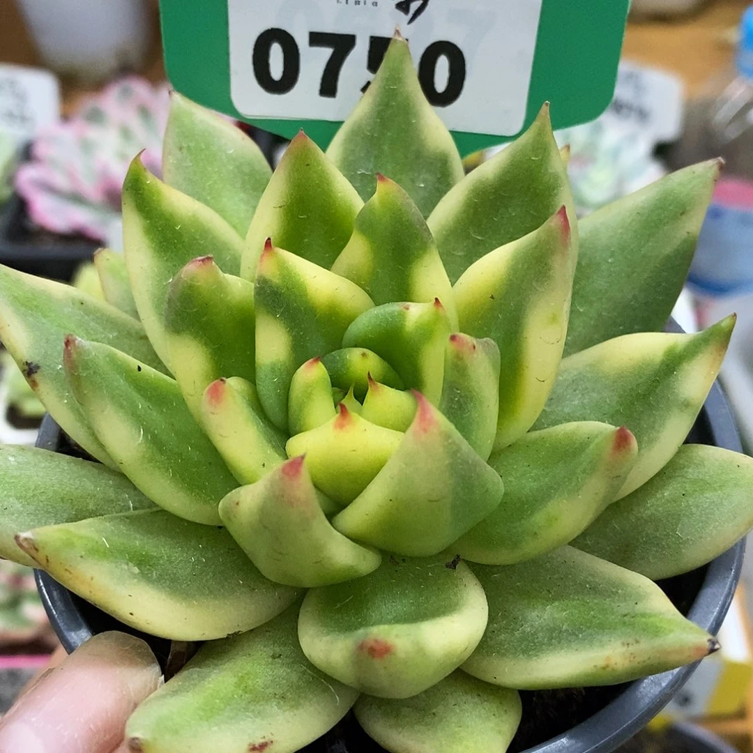 750。周末福利1^_^哈哈哈哈哈