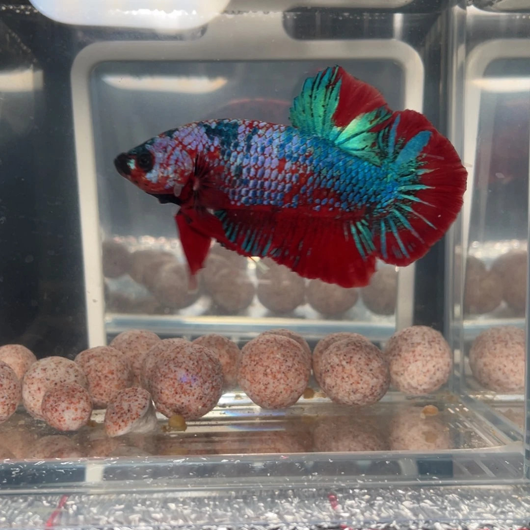 斗鱼12.30 巨斗 097