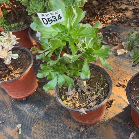 534魅影七彩不包断枝