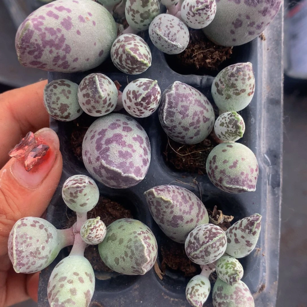 海豹6颗。（满9.99包邮不满9.99发叶子）