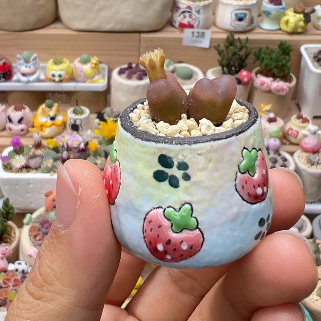 多肉植物145号双头毛