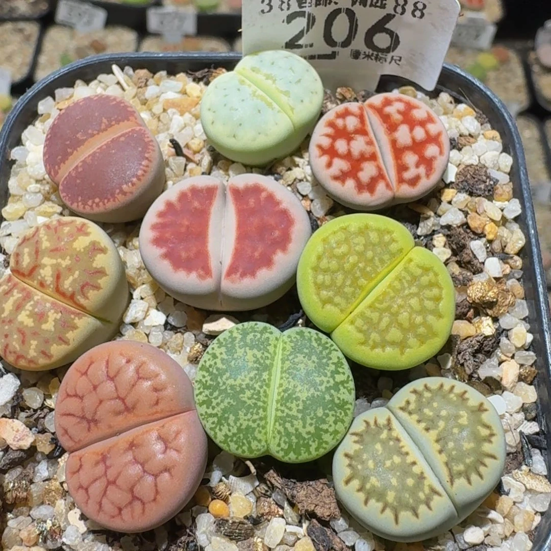 Ssss精品生石花206