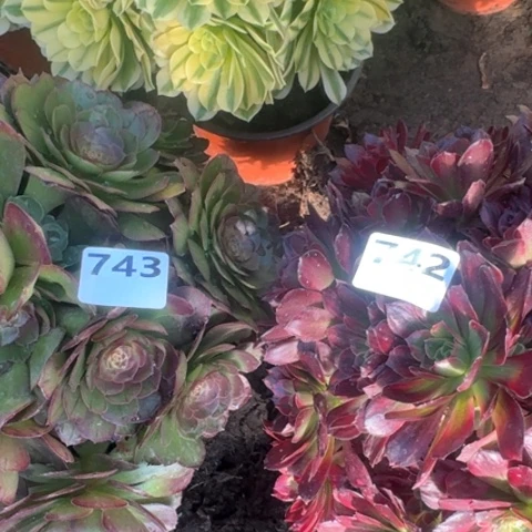 是***丫法师安娜万圣节18-32