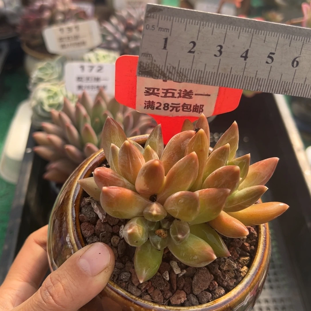 表妹精品多肉植物456.