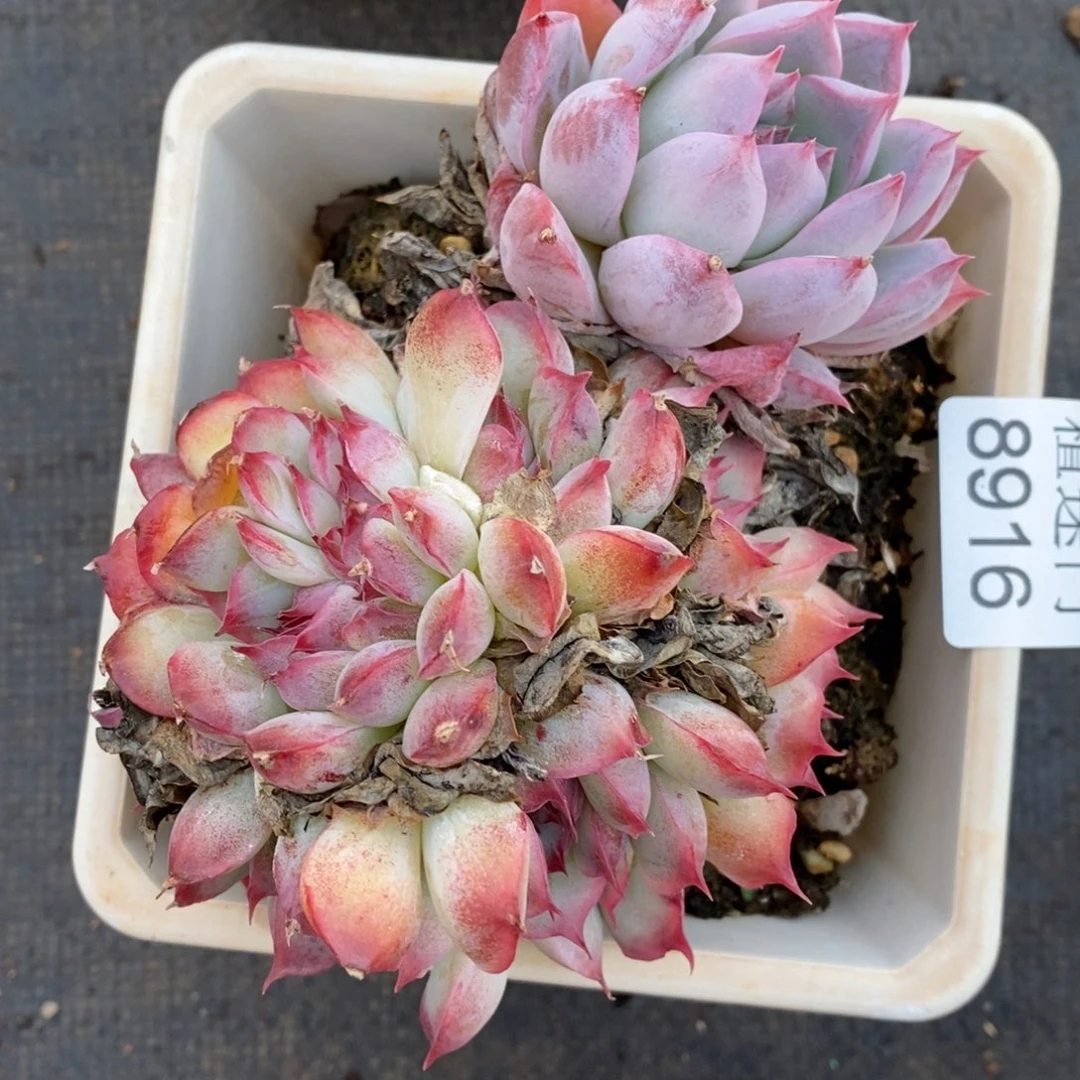 A***光不包整散掉头8916~7厘米