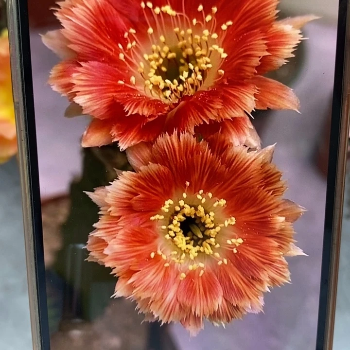香香羽毛丽花侧芽2.5公分左右