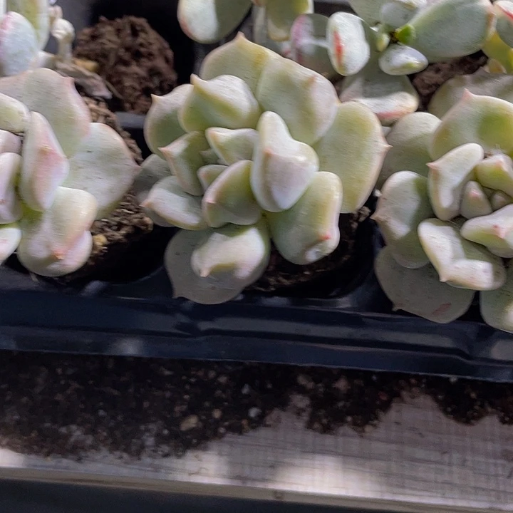 超奶2.8带土发货一个