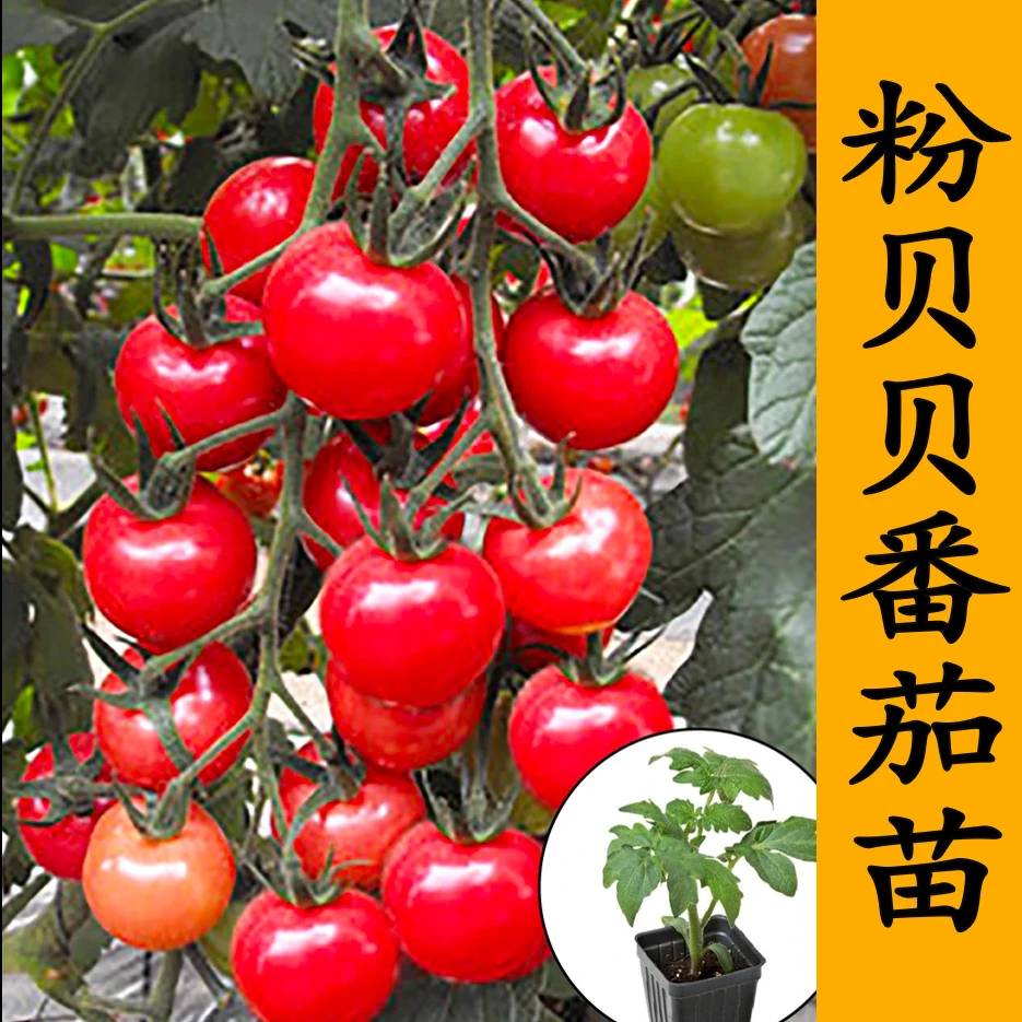 粉贝贝番茄苗蔬菜苗圣女果苗四季高产开春福利寿光苗场带土发穴盘