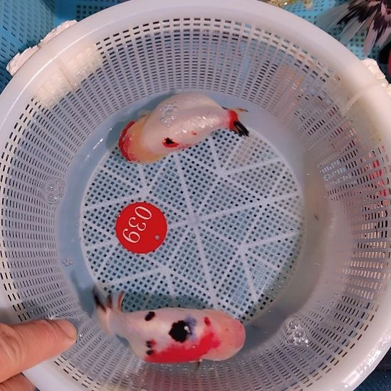 金鱼039兰寿两只特价顺丰包邮