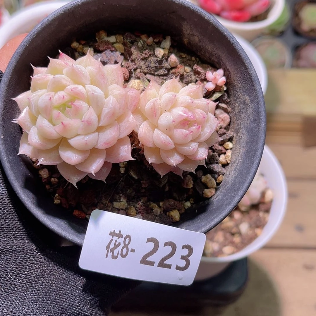 花08-223清浅双头