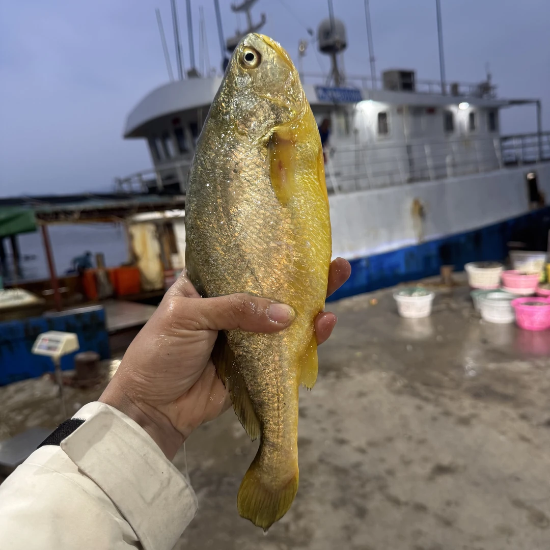 汕尾海养黄花鱼 黄鱼
