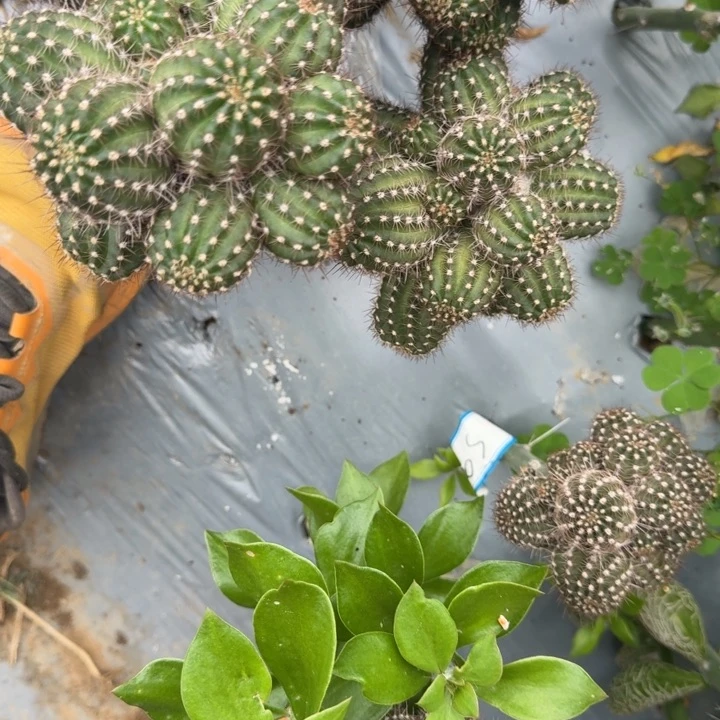 矮胖白檀s9是群生111