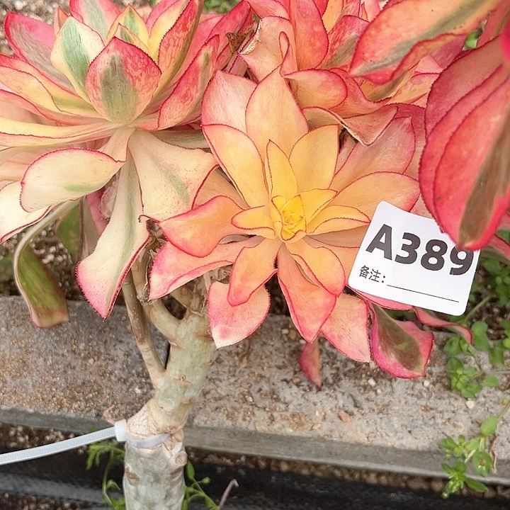 花*石389魅影法师植物多肉