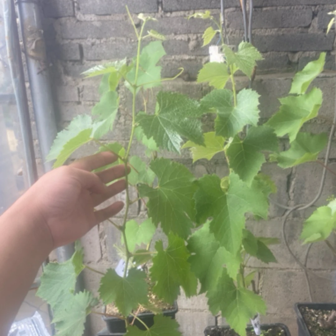 行雨苗木-巨峰（原盆原土苗）