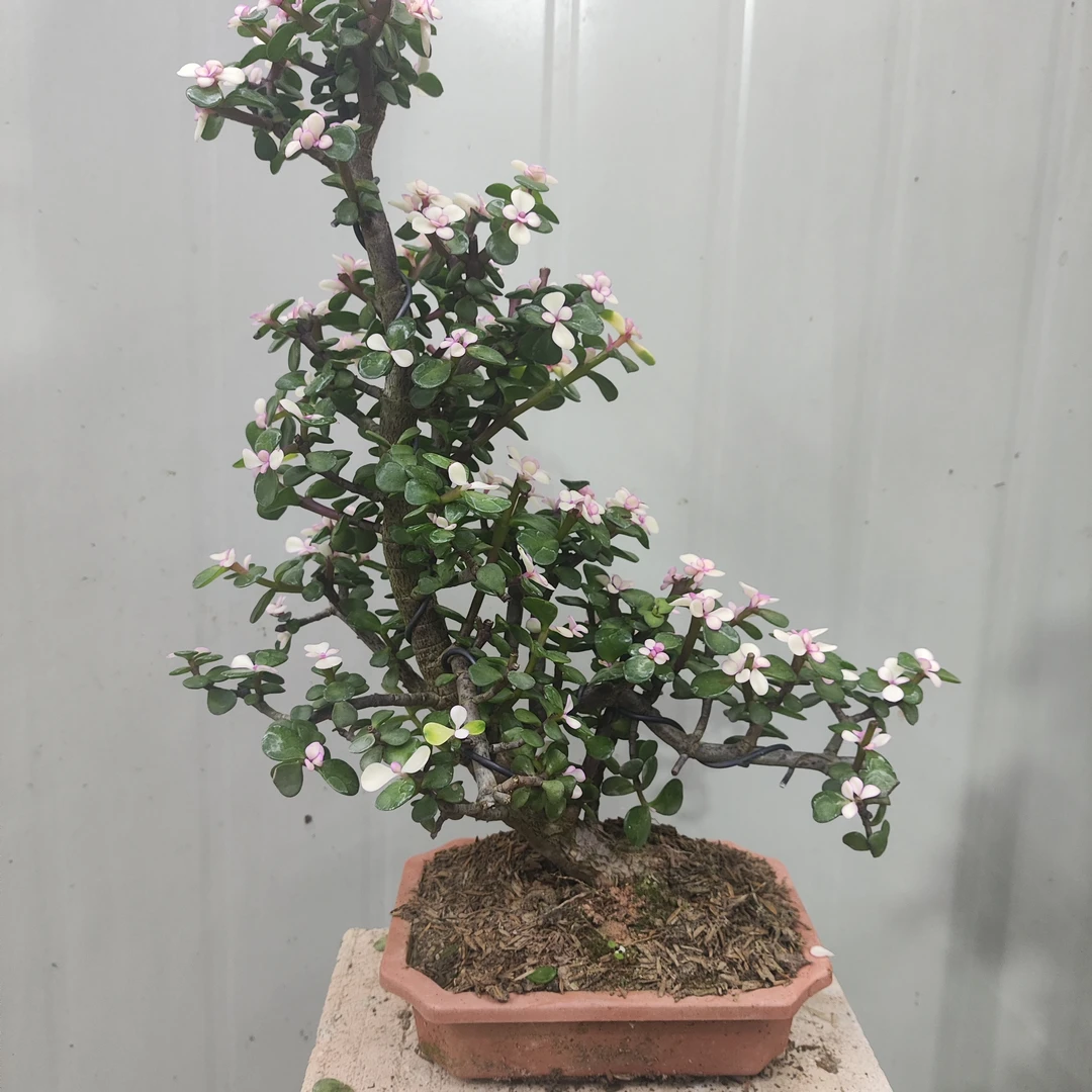 金枝玉叶一物一拍小迎松型带飘好养绿植(直播间实物为准)30