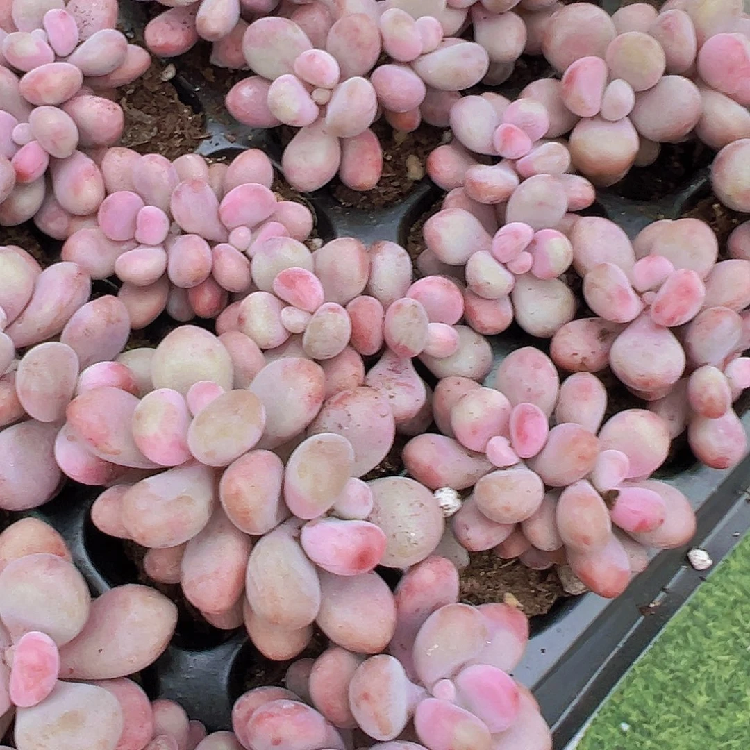 双头桃蛋苗5颗多肉