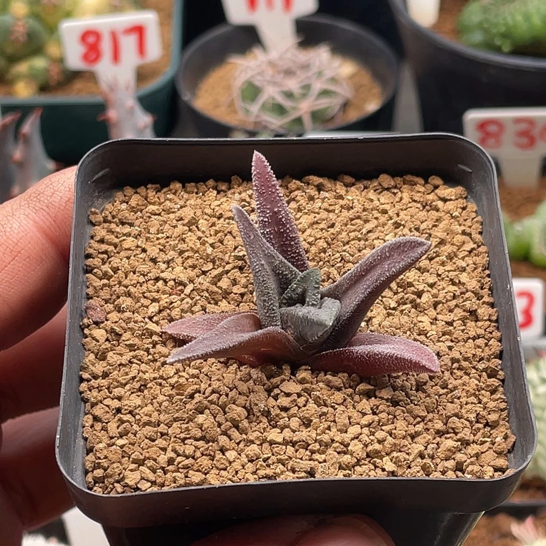 实生丸叶索帝达 带盆土包邮