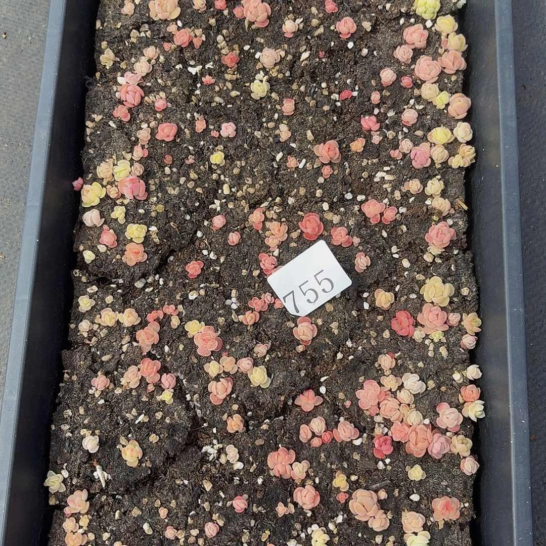 多肉植物多肉植物755