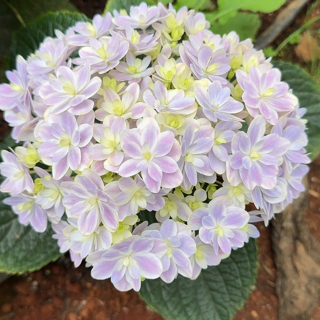 Y***-绣球切花一物一拍3枝起包邮，18