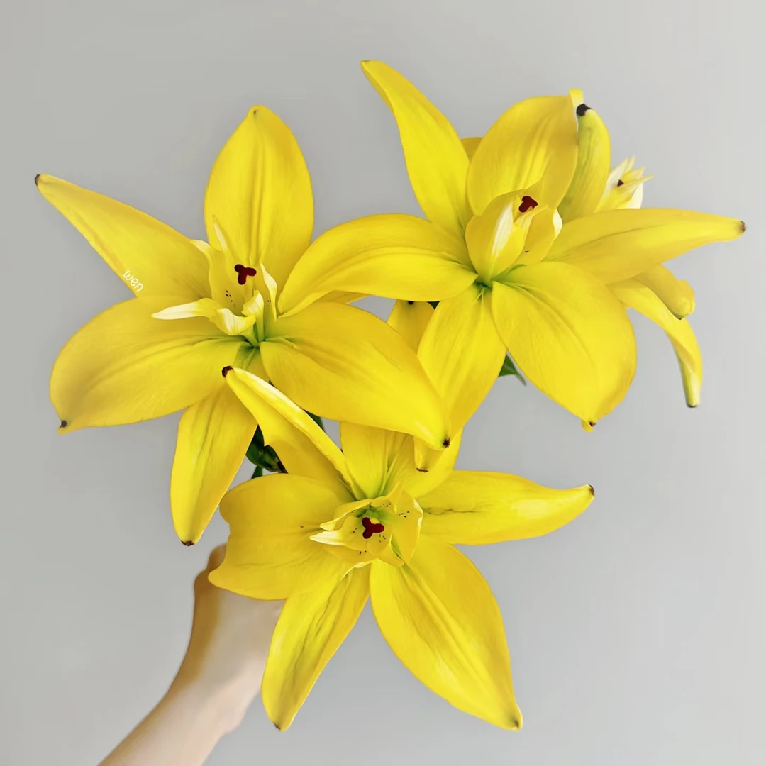 （亚百合）蝴蝶女神多头5支！三件顺丰空运20%不售后