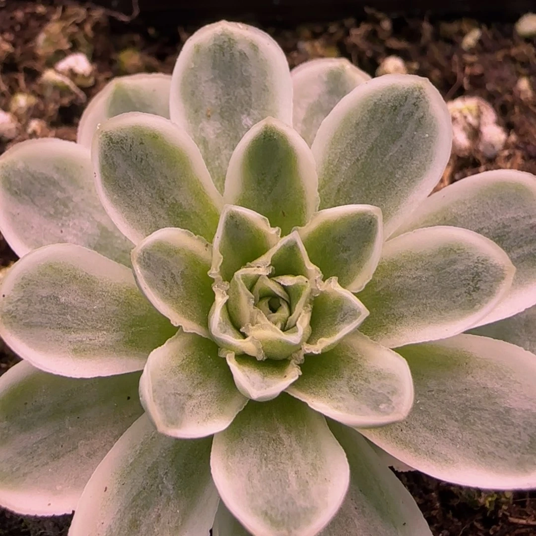 秋夕玫瑰锦1312424576868667