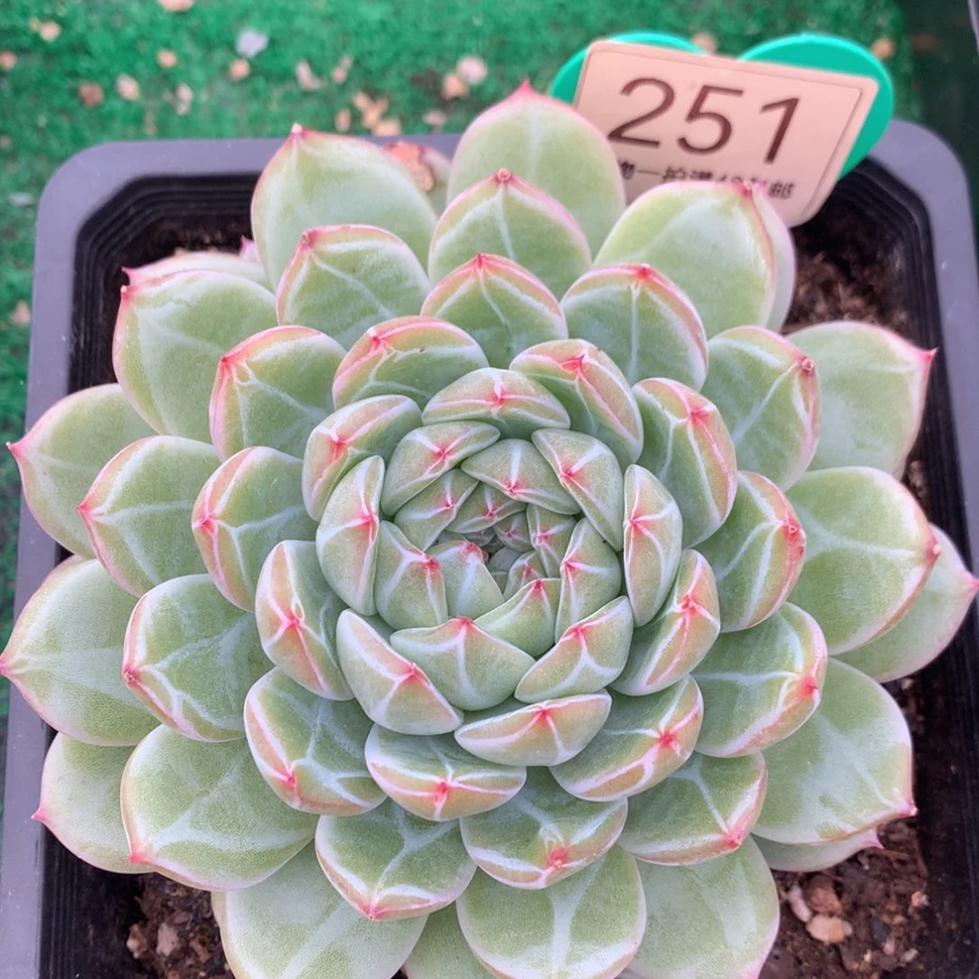 雪花珍妮单头一物一拍251