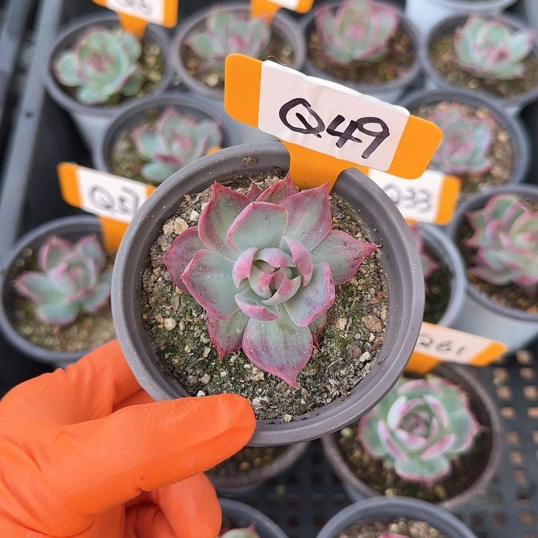 @****）Q49惊鸿单头多肉