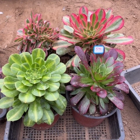 540多肉植物组合
