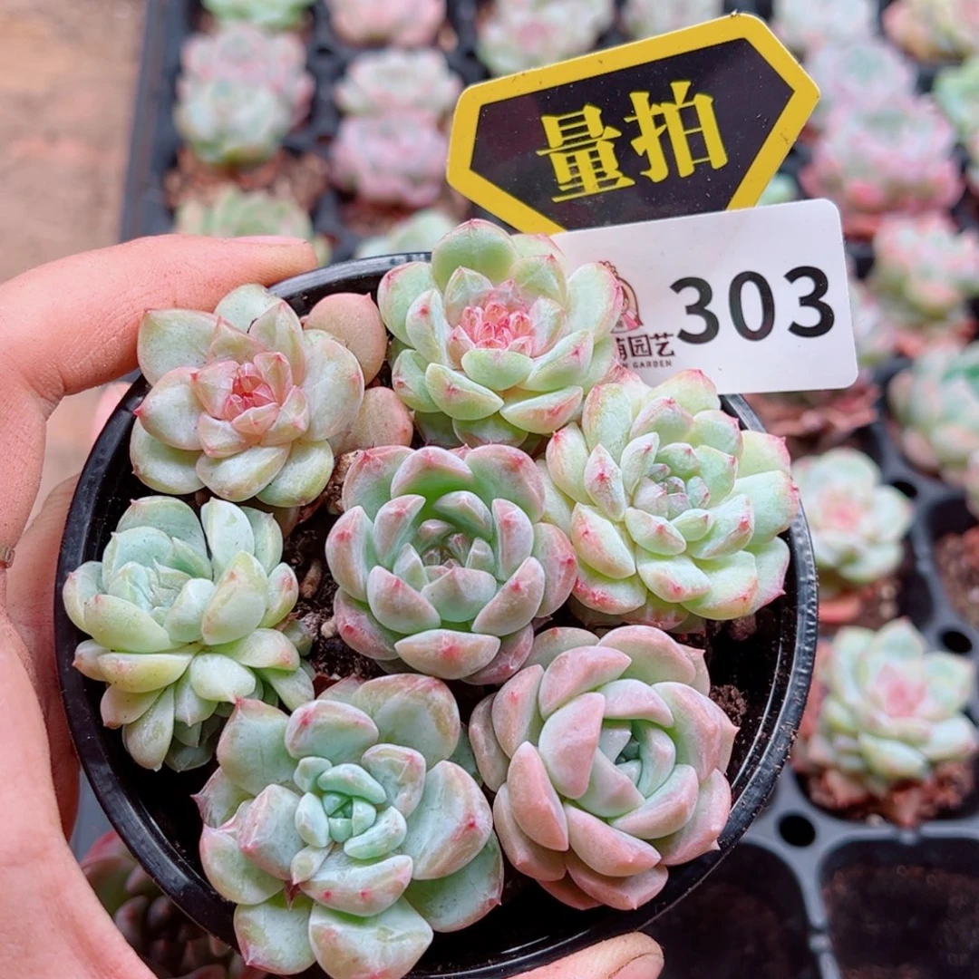 多肉植物多肉植物