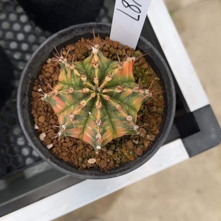 花*87-0207莫奈脱土发多肉
