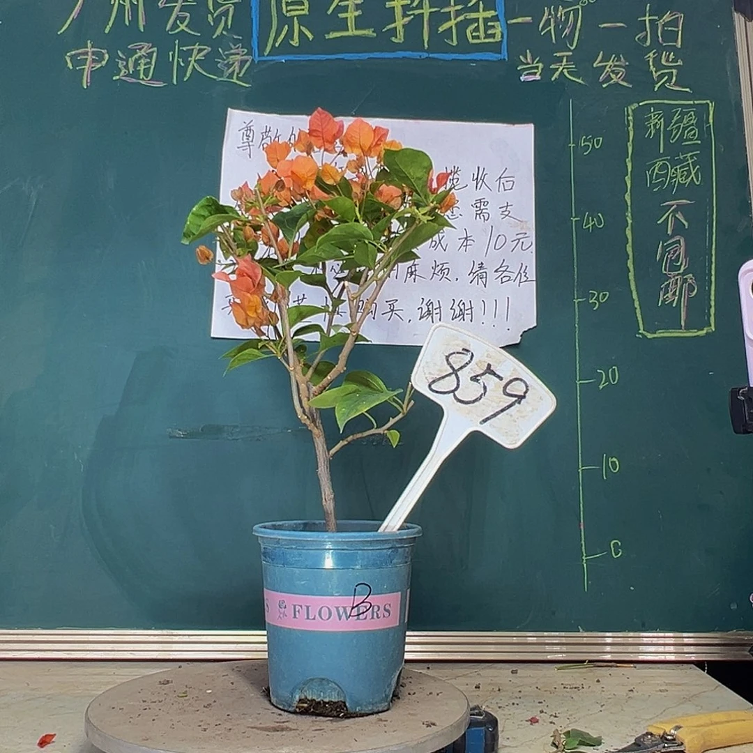 当前无花栽培后可以开花波伊斯玫瑰859