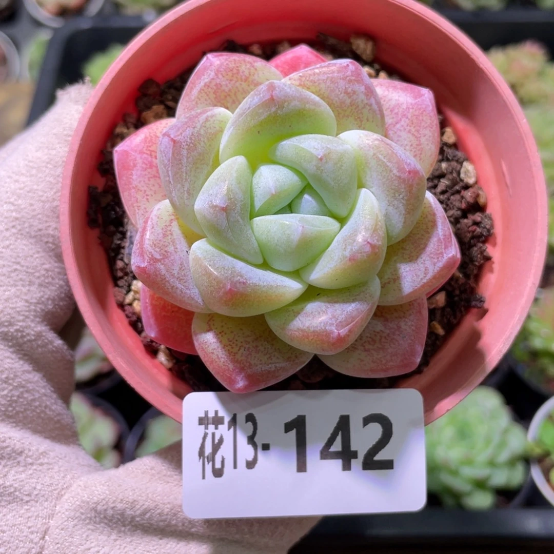 花利美13-142冰玉