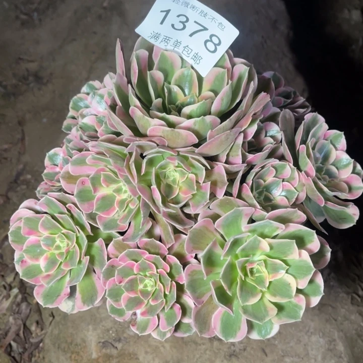 1378女郎的人多肉的