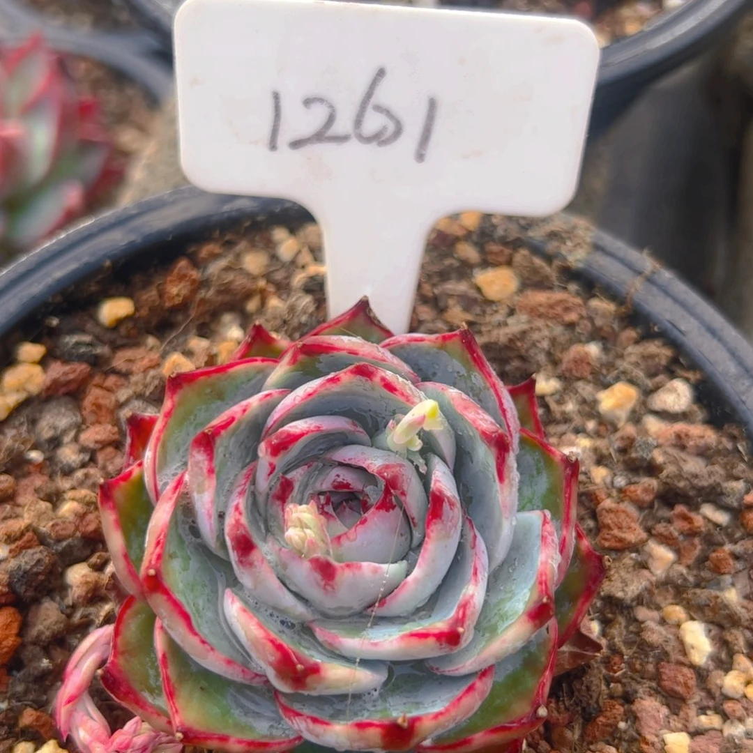 惊鸿仙子福利1261号