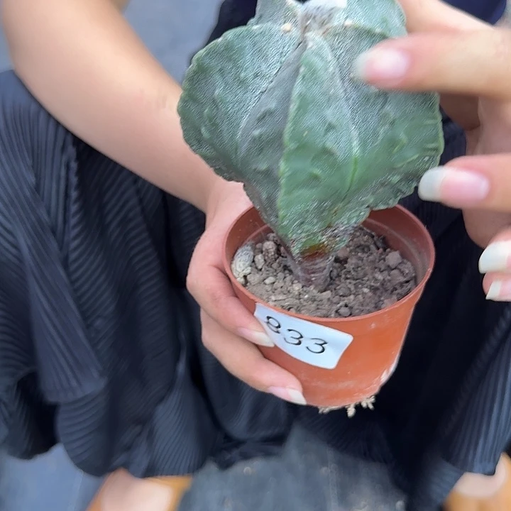 833一物一拍实生发货