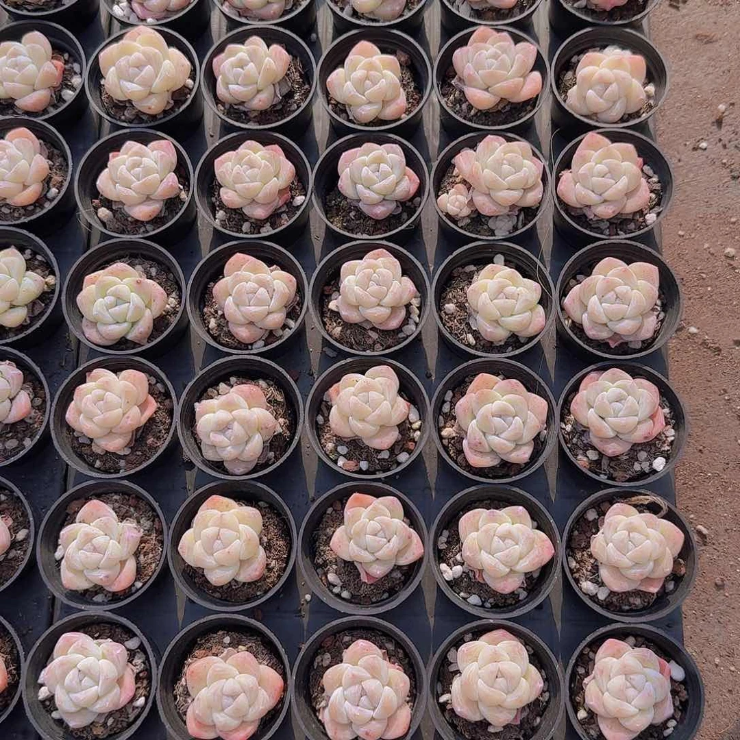 阳光冰玉50盆带盆土