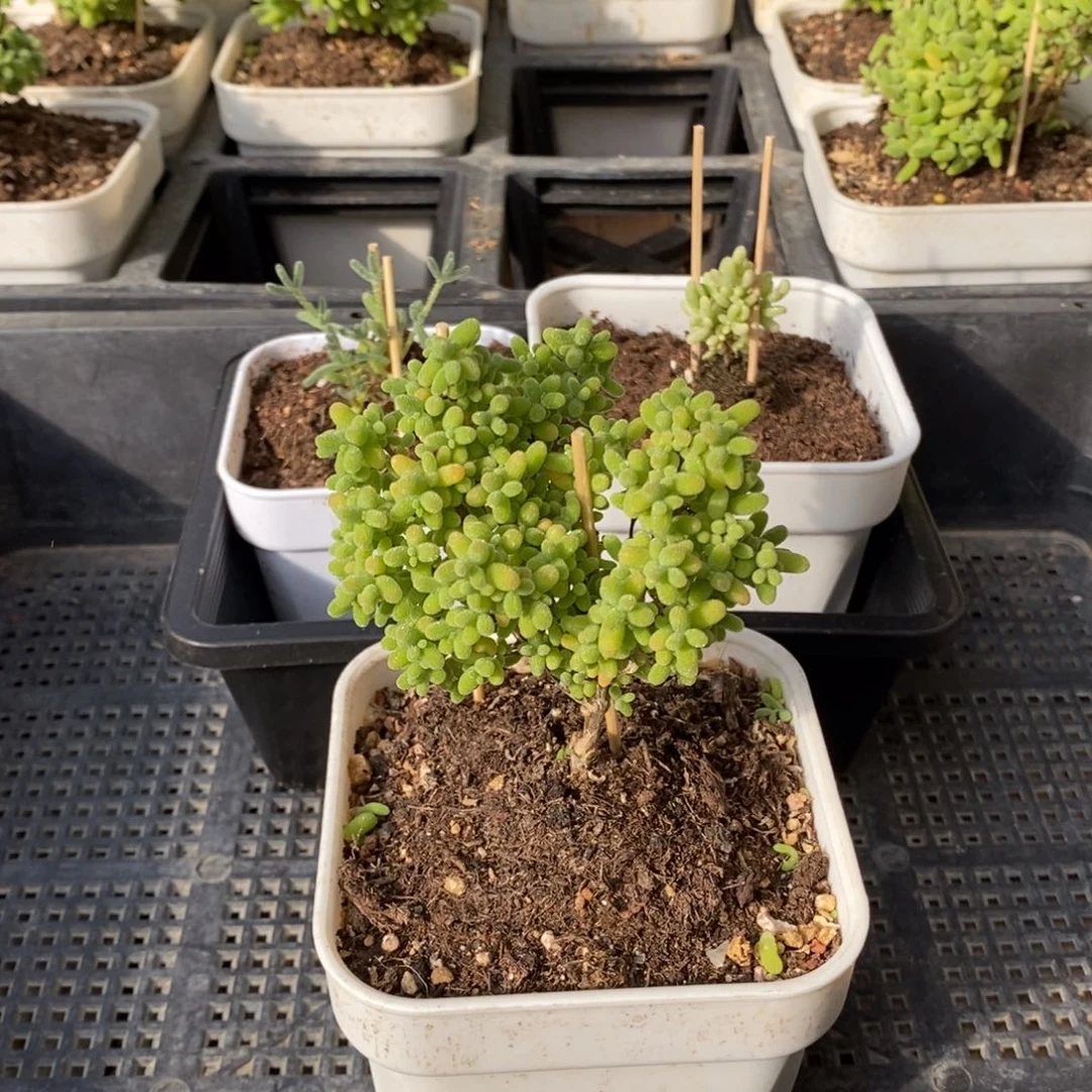 枝干番杏多肉植物907