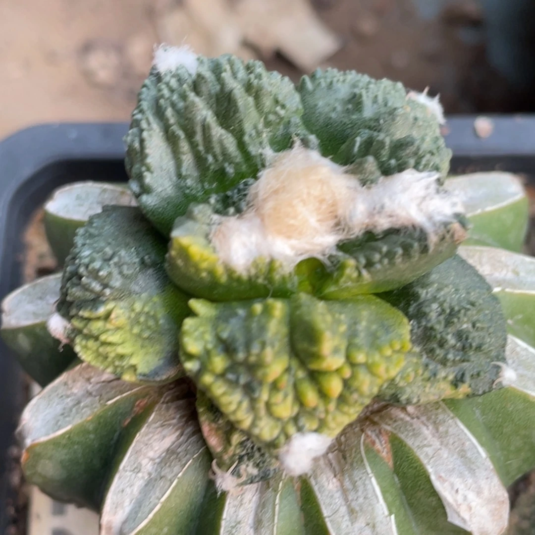 全部花朵散斑阴阳哥怒锦018