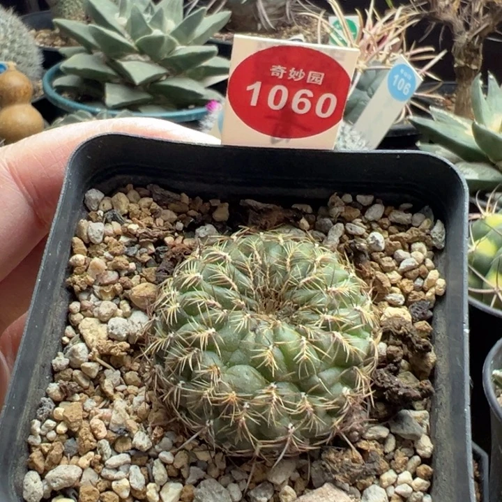 实生带崽沟宝山3.6cm