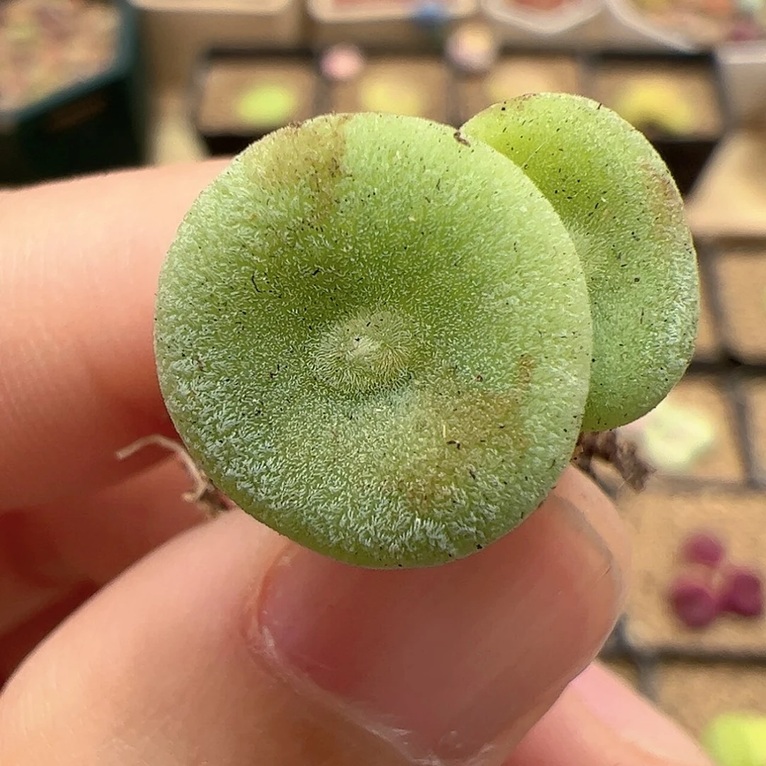 【闪购商品】184 母亲节福利