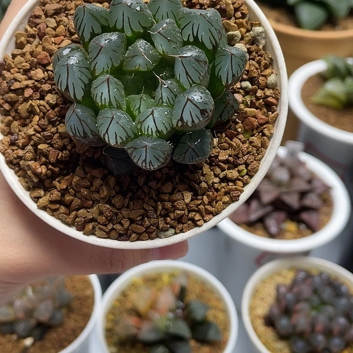 3 9实生玉露锦十二卷多肉