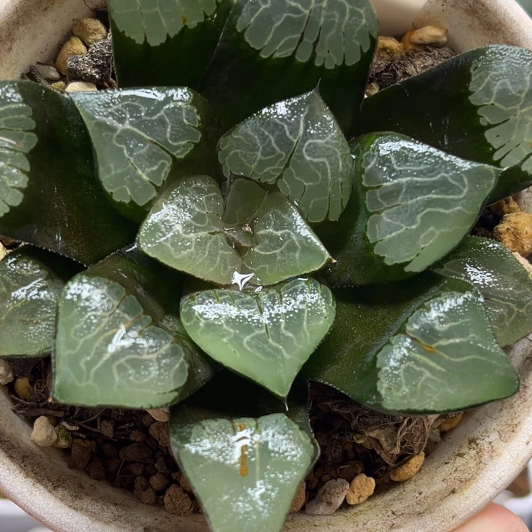 42乱纹实生克福利专场