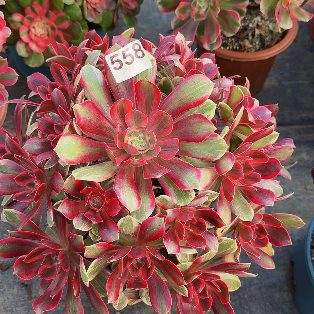 独***吧558焕纱法师锦福利价老桩