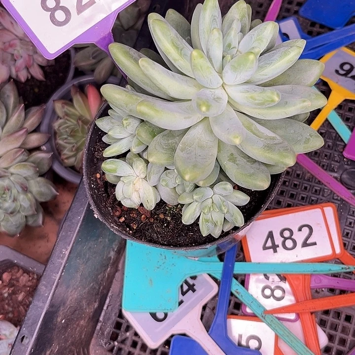 飘***摇多肉植物阿蒂斯托822