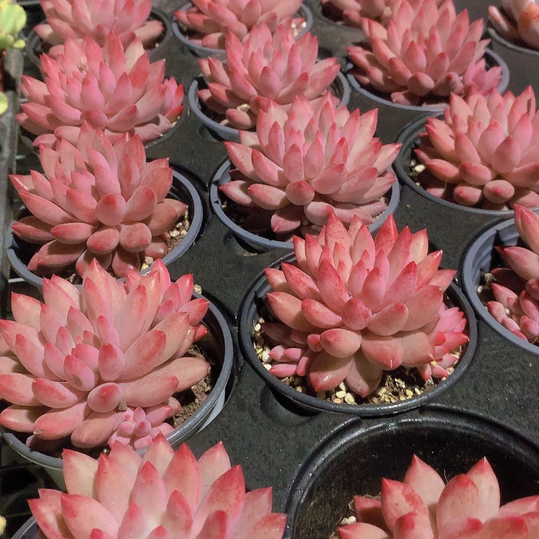 大号虞美人24567889990000